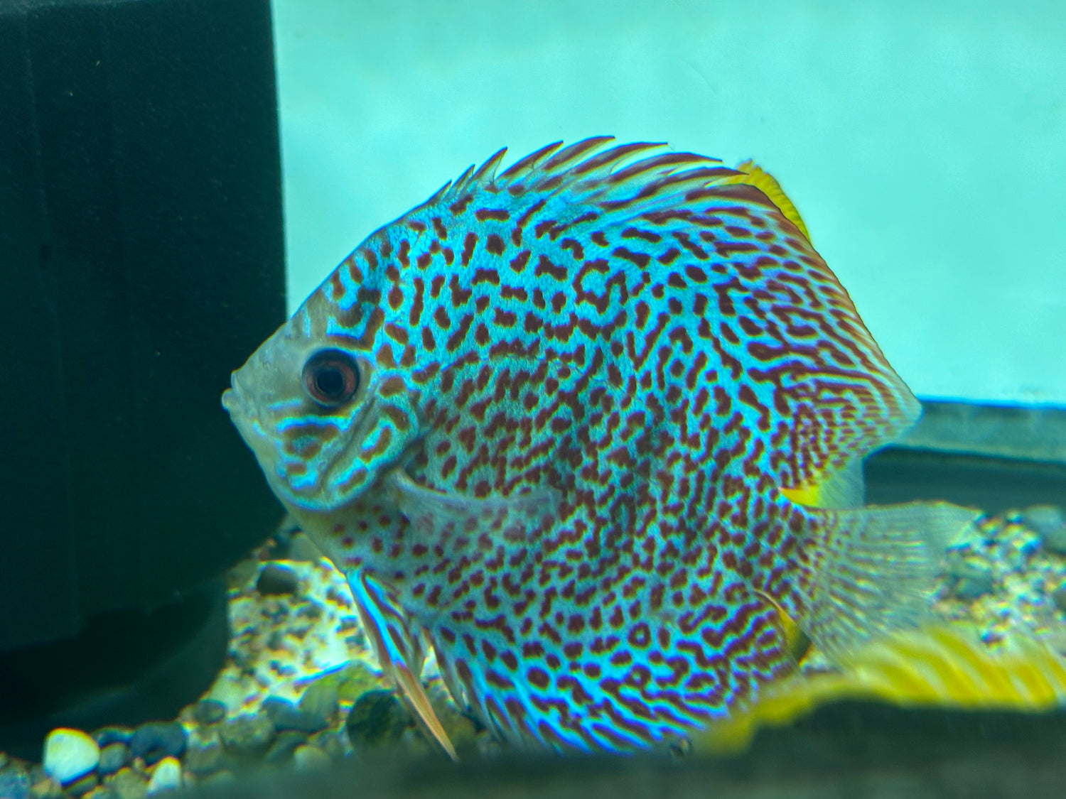 Large Assorted Discus (4-5”)