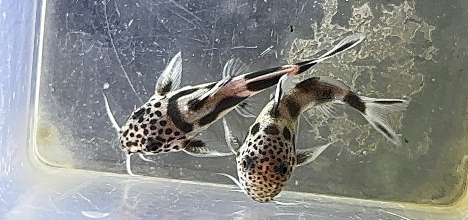 Synodontis valentina (1”)