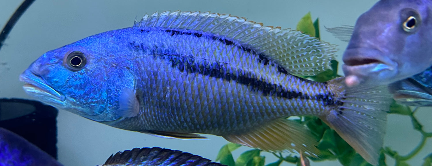 XL Hawk Cichlid (8-9”)
