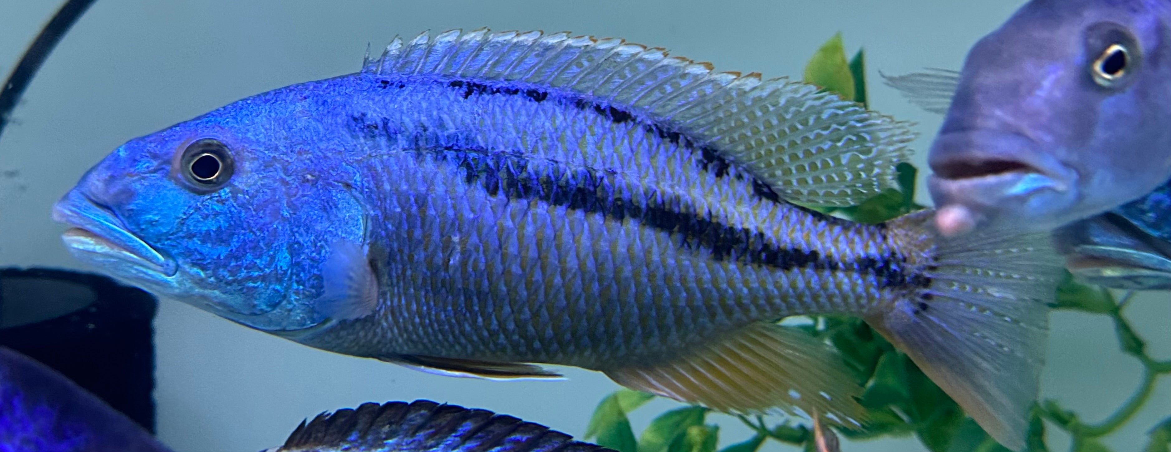 XL Hawk Cichlid (8-9”)