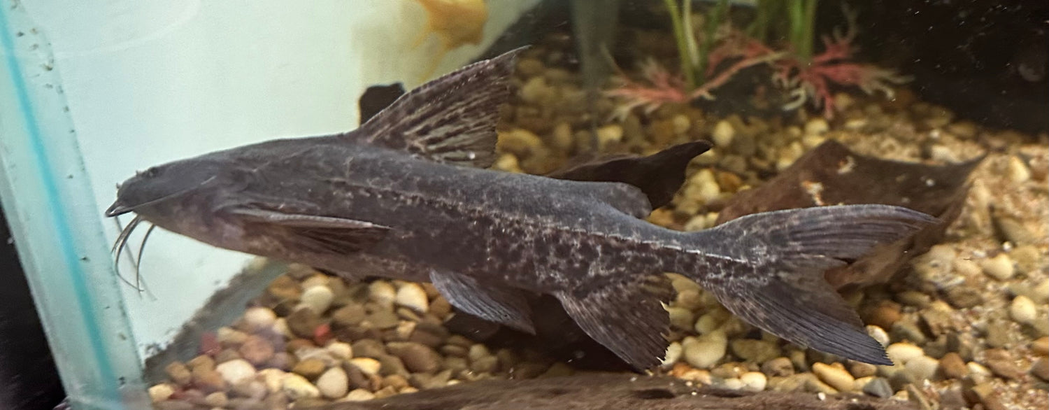 Granulosus Catfish (5-6”)