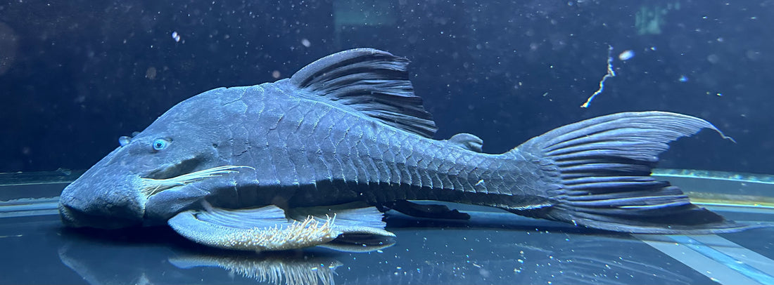 XL Male Blue Eye Panaque Pleco (15-16”)