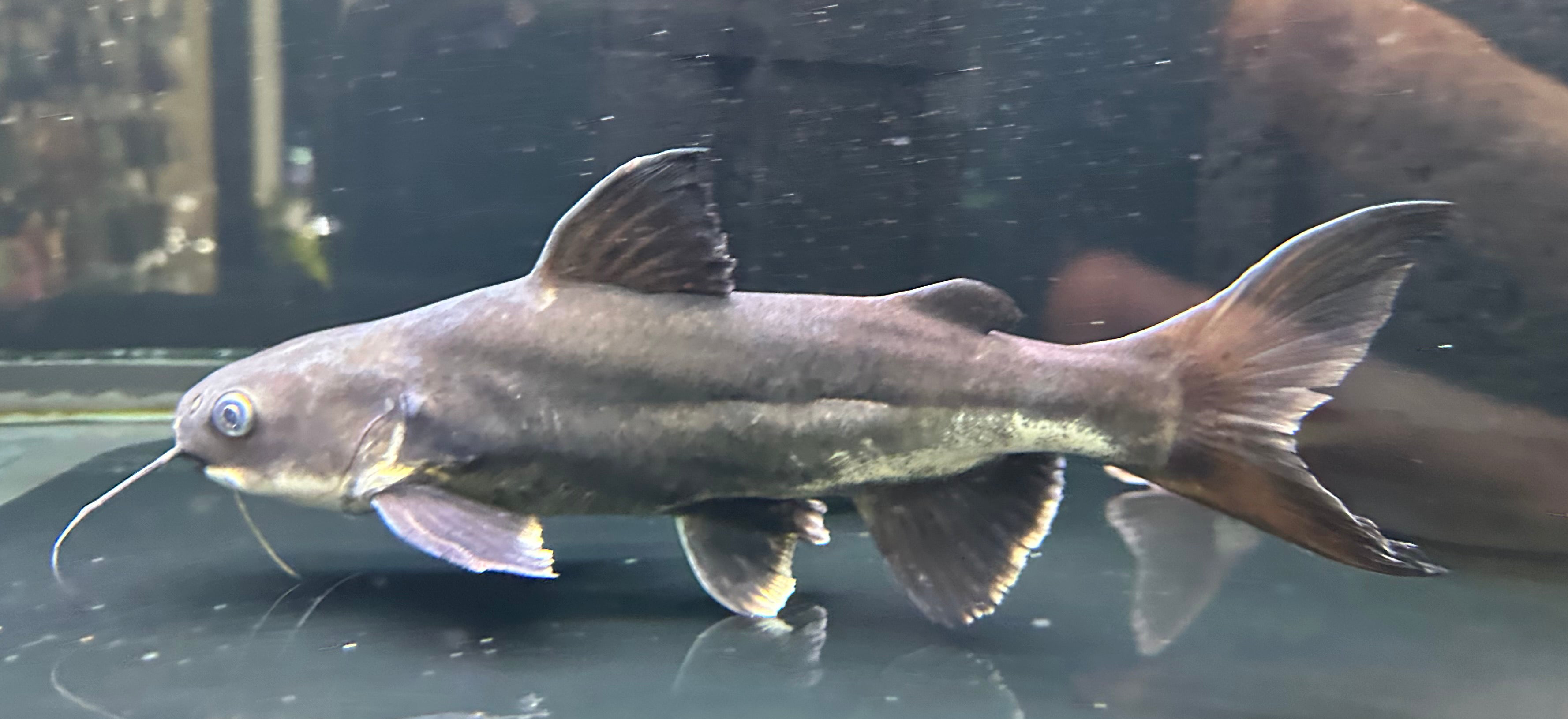 Hifin Shark x Redtail Catfish (12-13”)