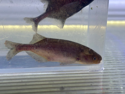 Baby Whale Pollimyrus (2-2.5”)