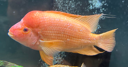 XL Red Devil Cichlid (8.5-9”)