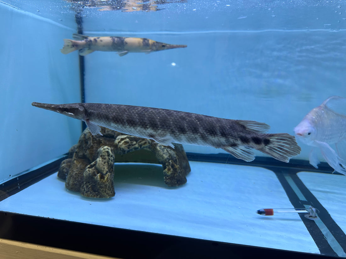 XL Florida Gar (14”)