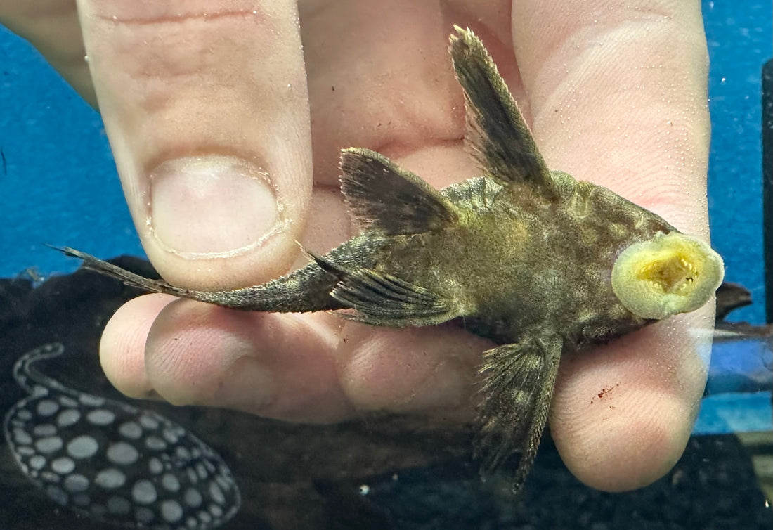 Baby L330 Sandía Pleco (2”)