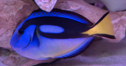 Yellow Belly Hippo Tang (4”+)