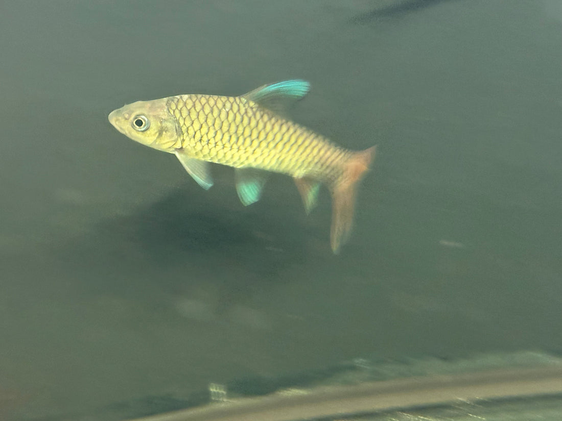 Rainbow Mahseer (6”)