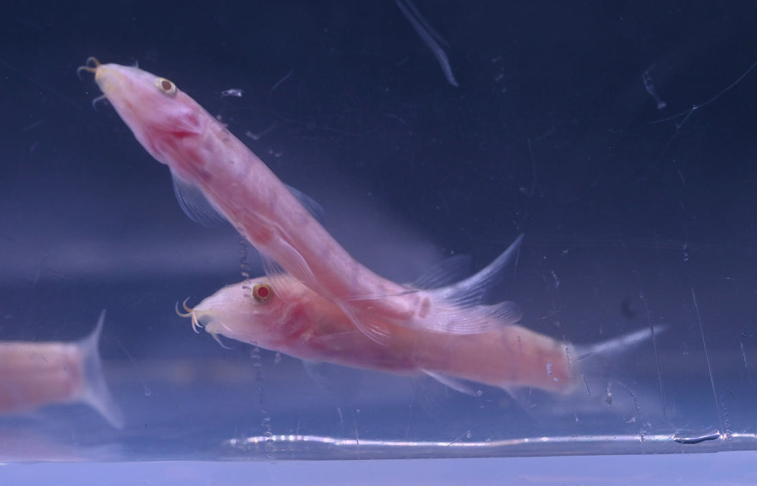 Albino Yo Yo Loach (1.5-2”)