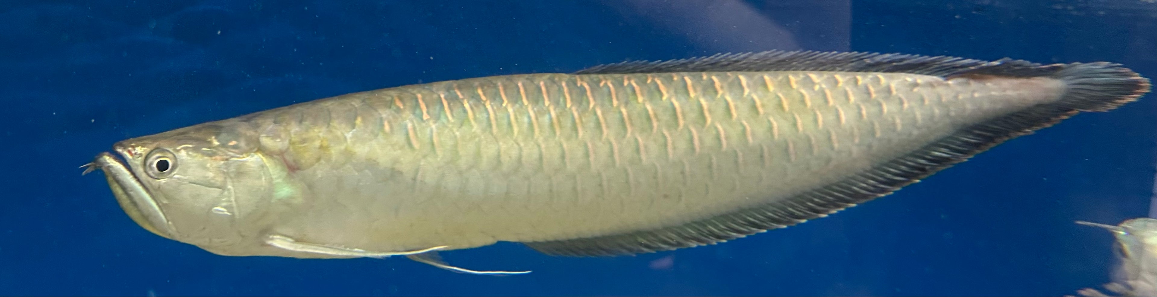 JUMBO Black Arowana (24”+)