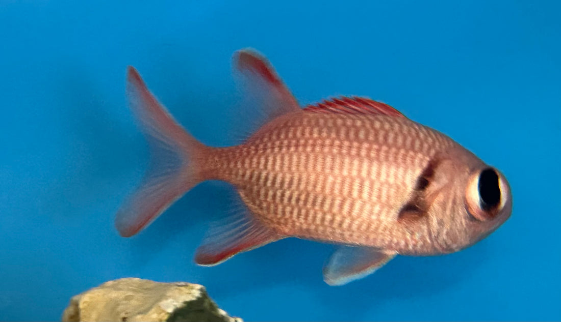 Big Eye Soldier Fish (3-3.5”)