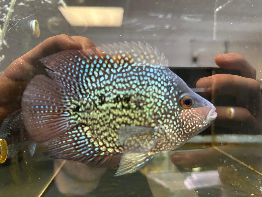 Shortbody Carpintis Cichlid (5”)