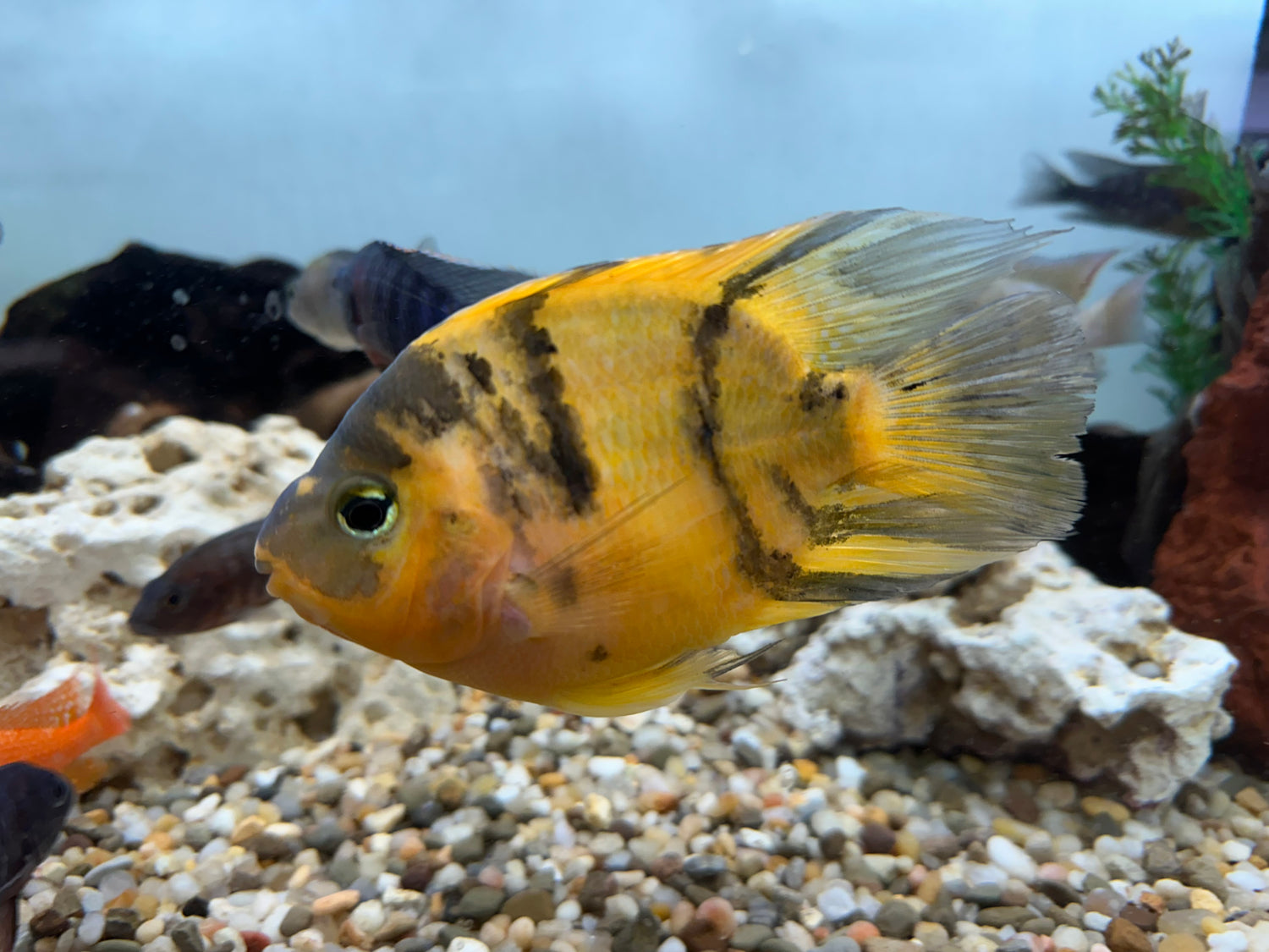 Yellow Tiger Parrot (5”)