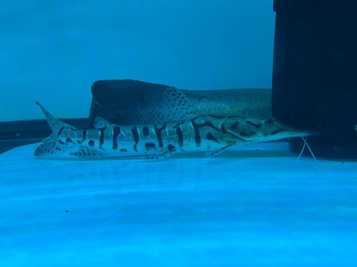 Large Tiger Shovelnose Catfish (11-12”)