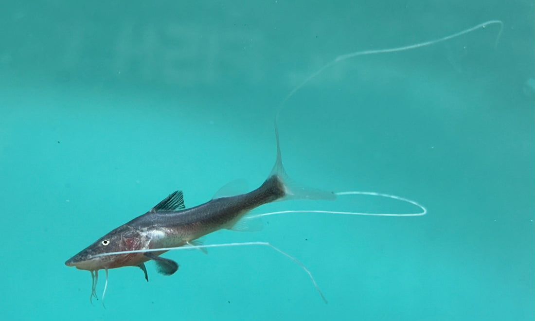 Piraiba Catfish (1.75-2”)