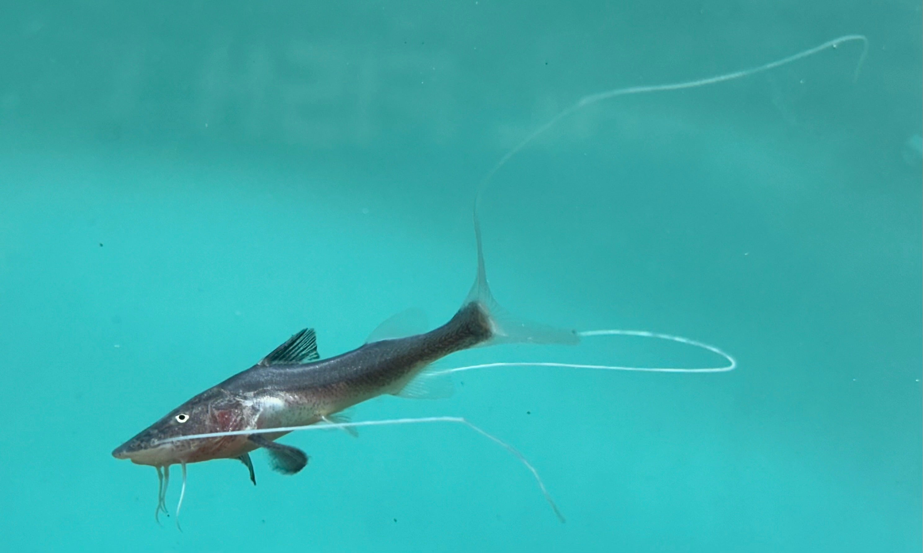 Piraiba Catfish (1.75-2”)