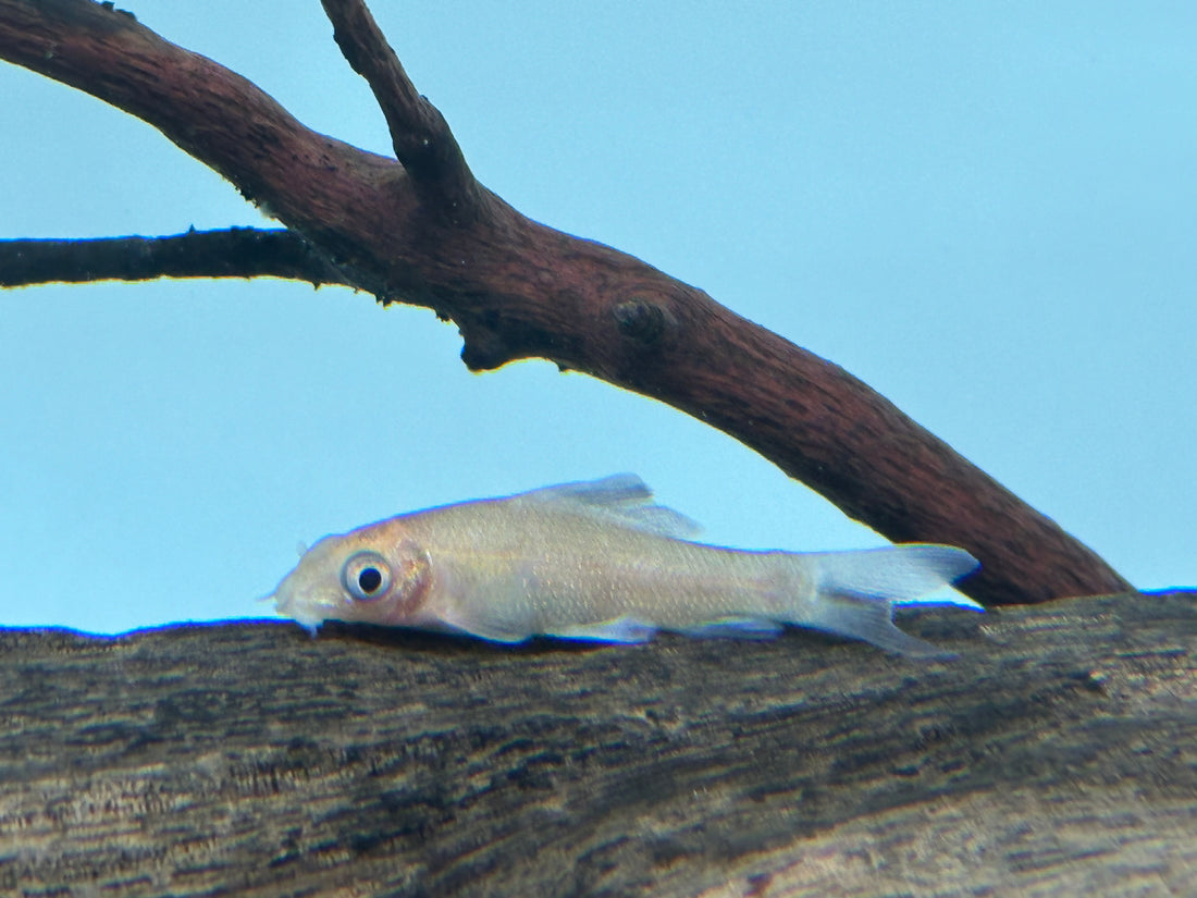 Albino Black Shark (3”+)