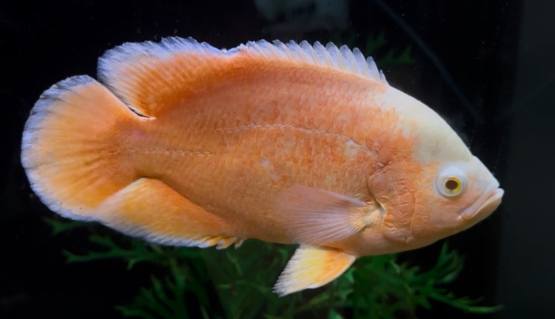XL Albino Red Oscar (7.5-8”)