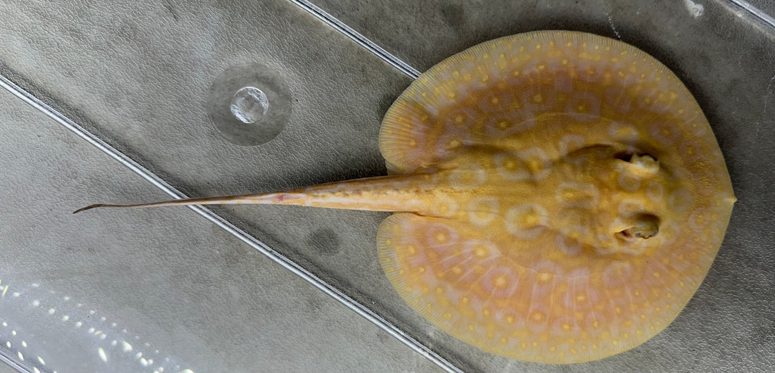 Albino Pearl Stingray (Male 6”)