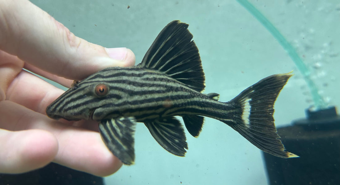L190 Royal Pleco (5”)