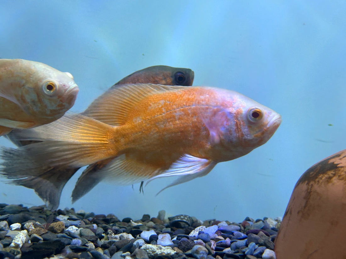 Longfin Red/Albino Red Oscar (4-4.5”)