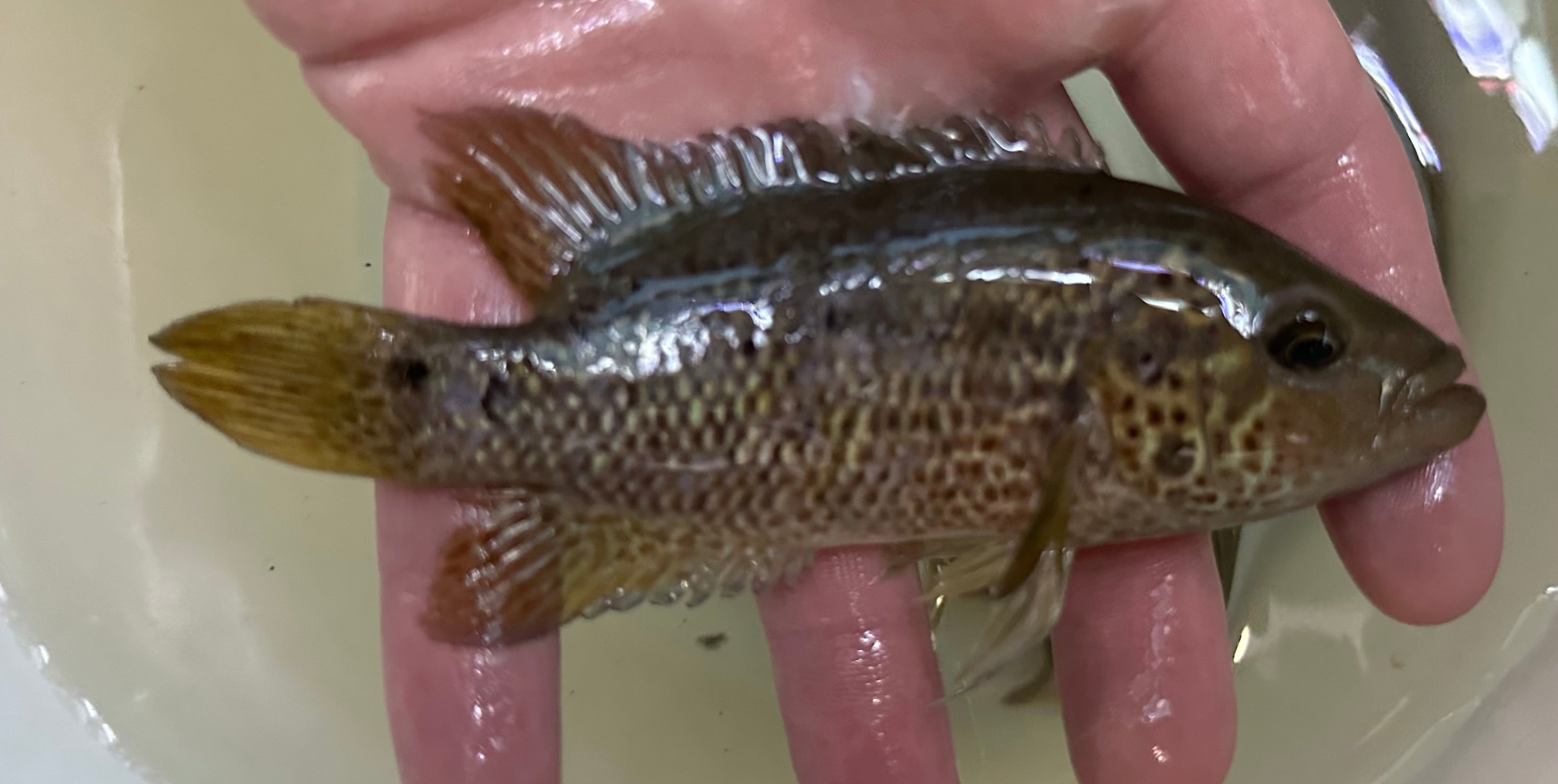 Red Tiger Motaguense Cichlid (4”)