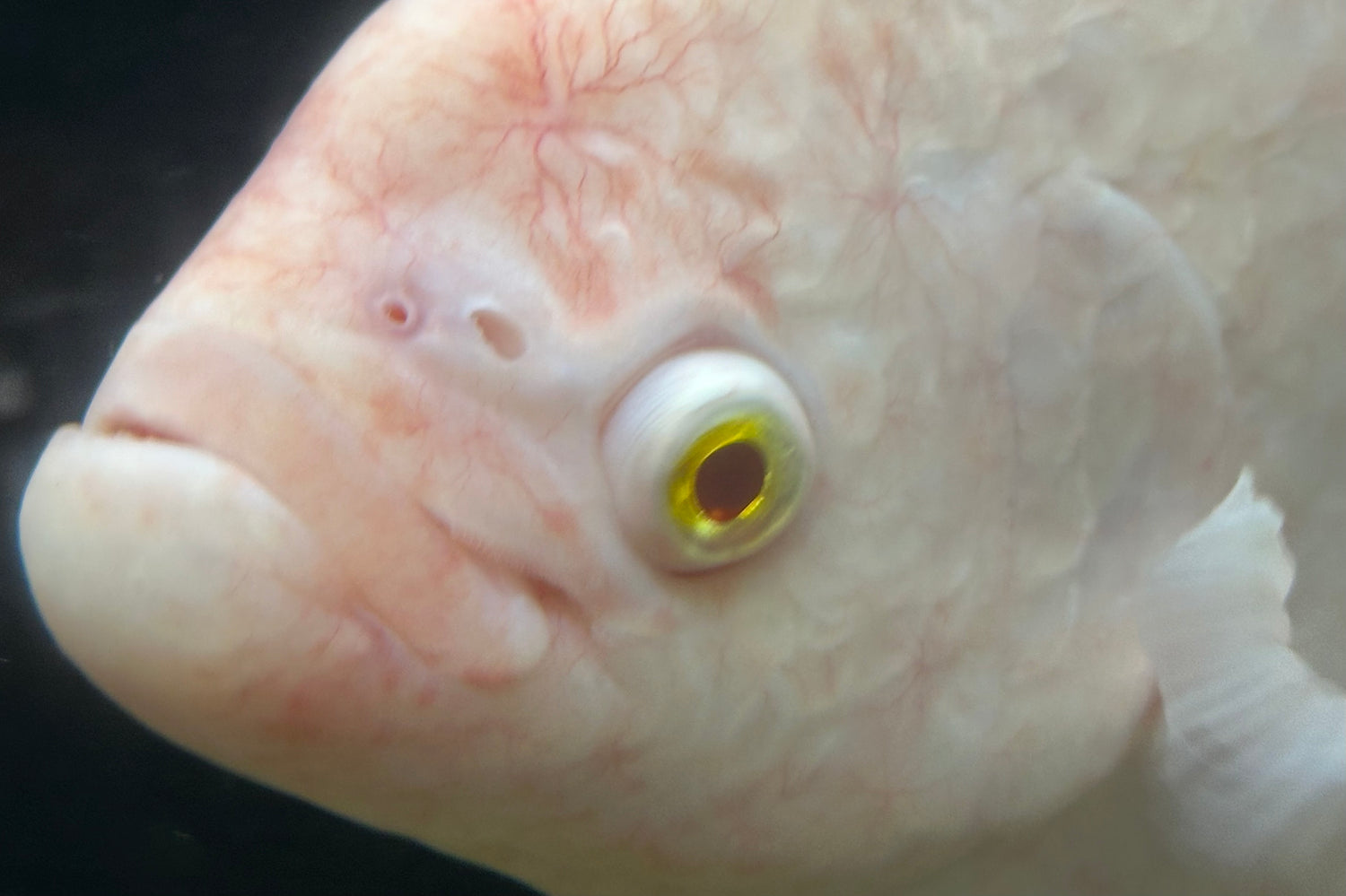 XL Albino Giant Gourami (15”)