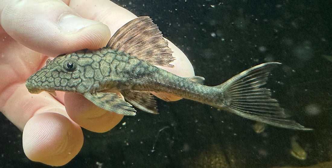 L037 Honeycomb Hypostomus Pleco (2.5”)