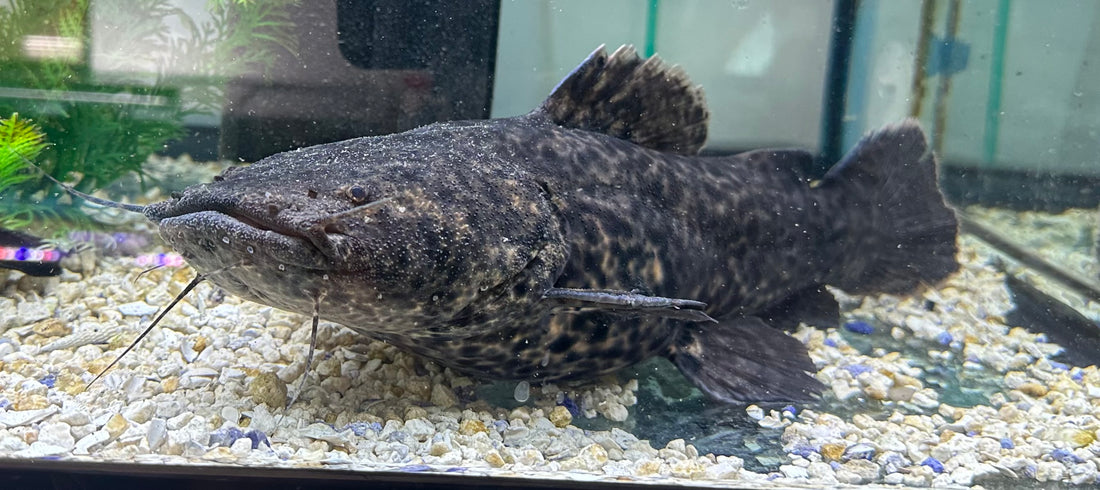 XL Jelly Catfish (13-14”)