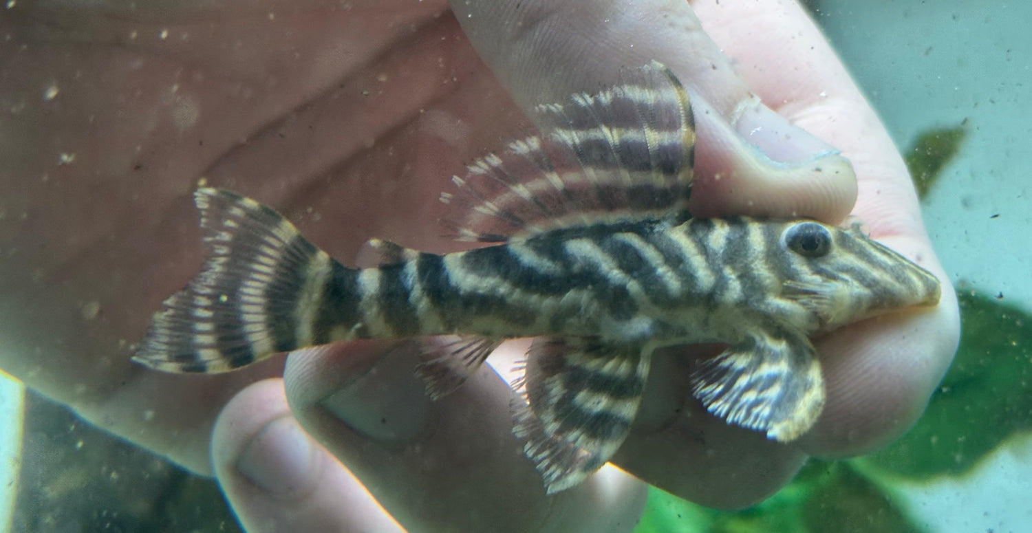 L340 Mega Payaso Pleco (2,5”)