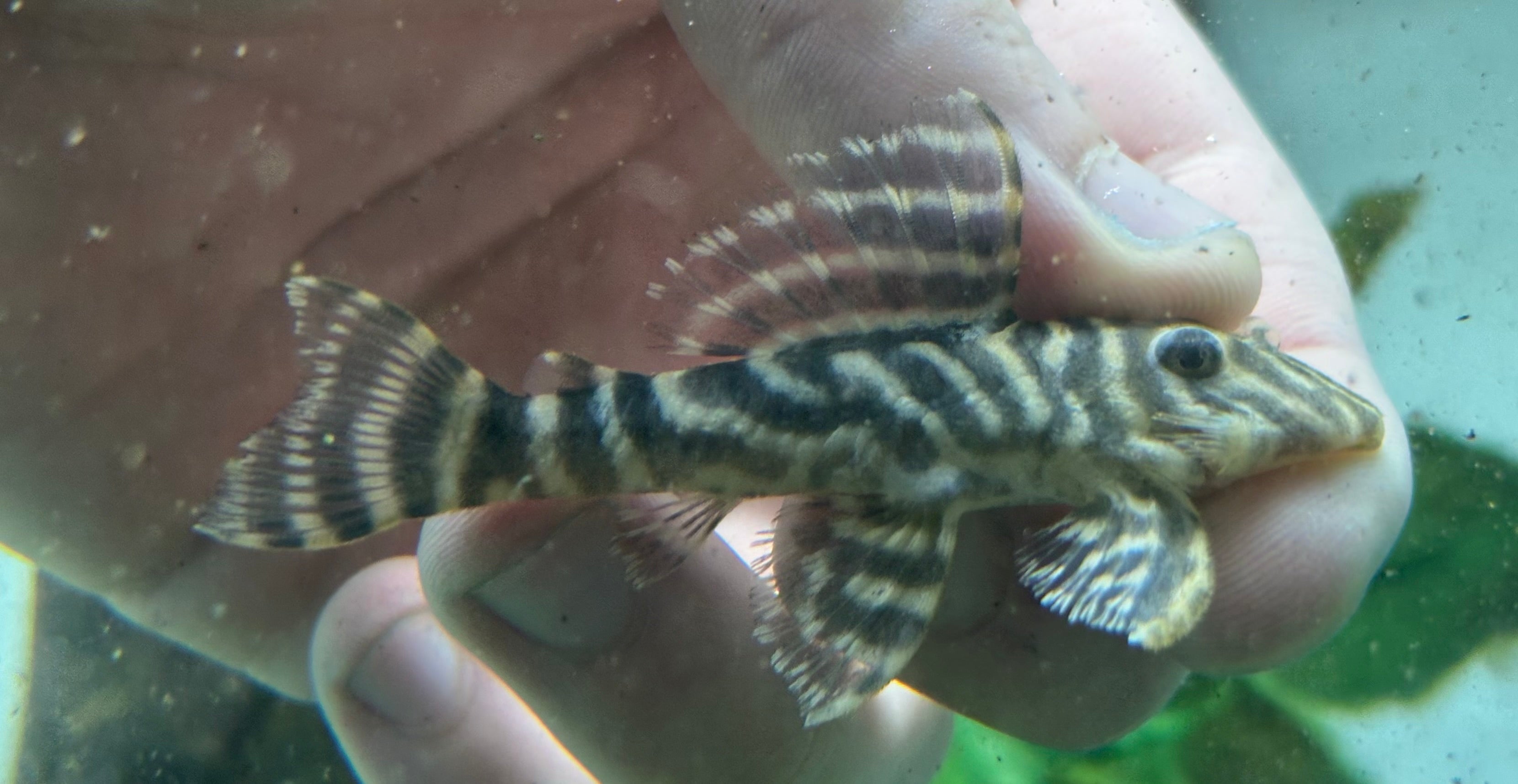 L340 Mega Payaso Pleco (2,5”)