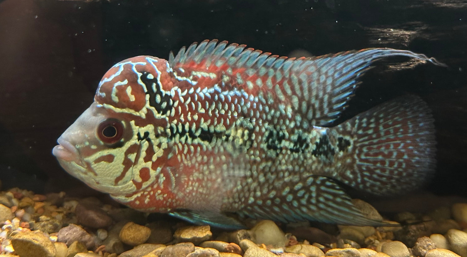 Flowerhorn (4”)