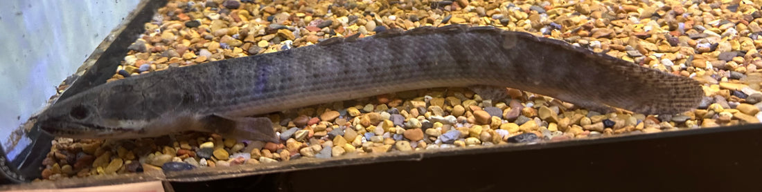 LARGE WC Weeksi Polypterus (9-10”)