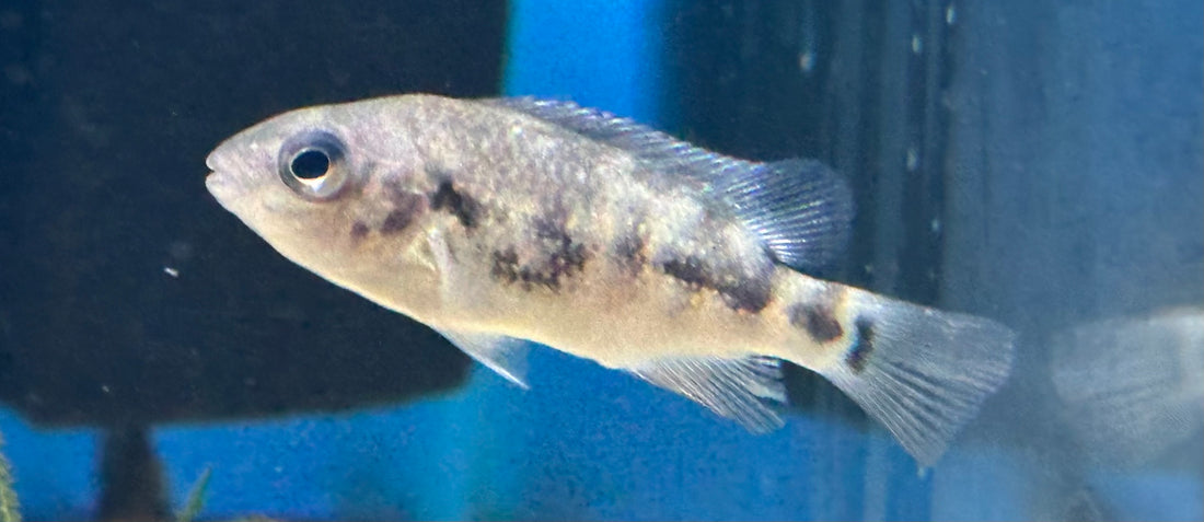 Tuba Cichlid (1.5”)