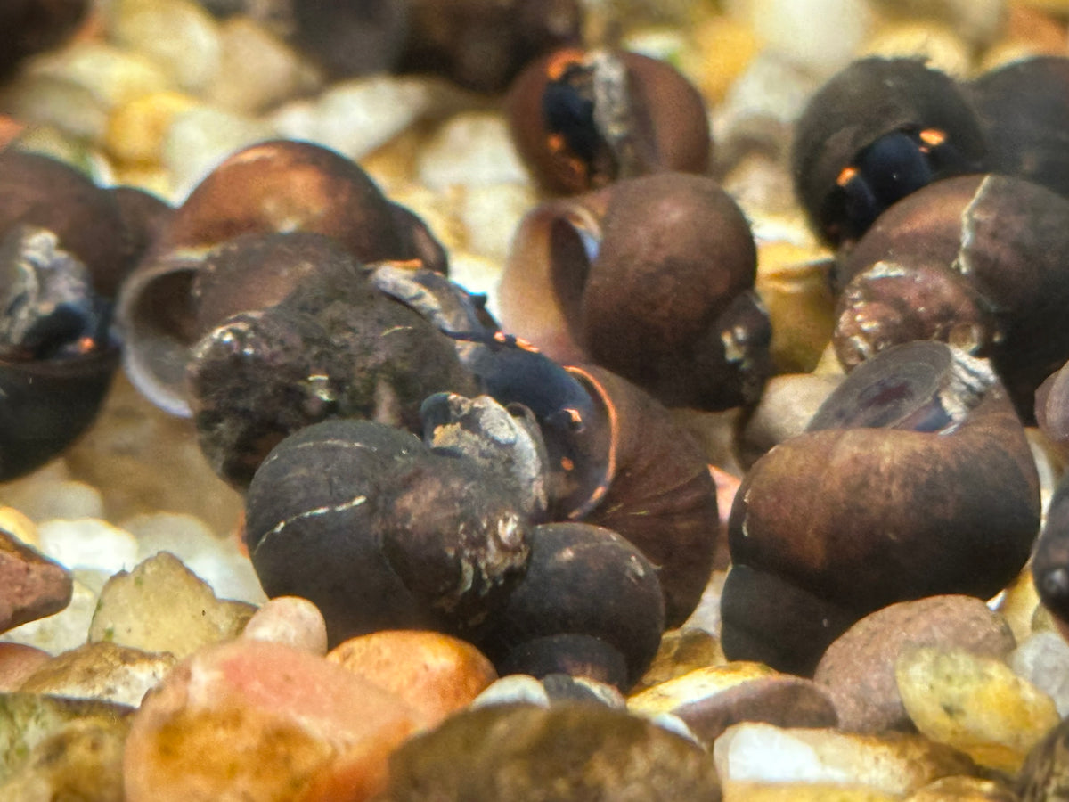 Blueberry Snail (.75-1”)