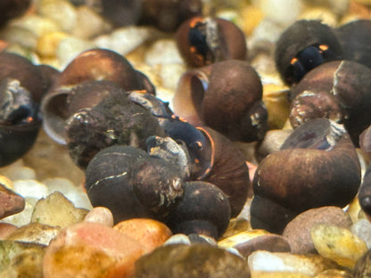 Blueberry Snail (.75-1”)