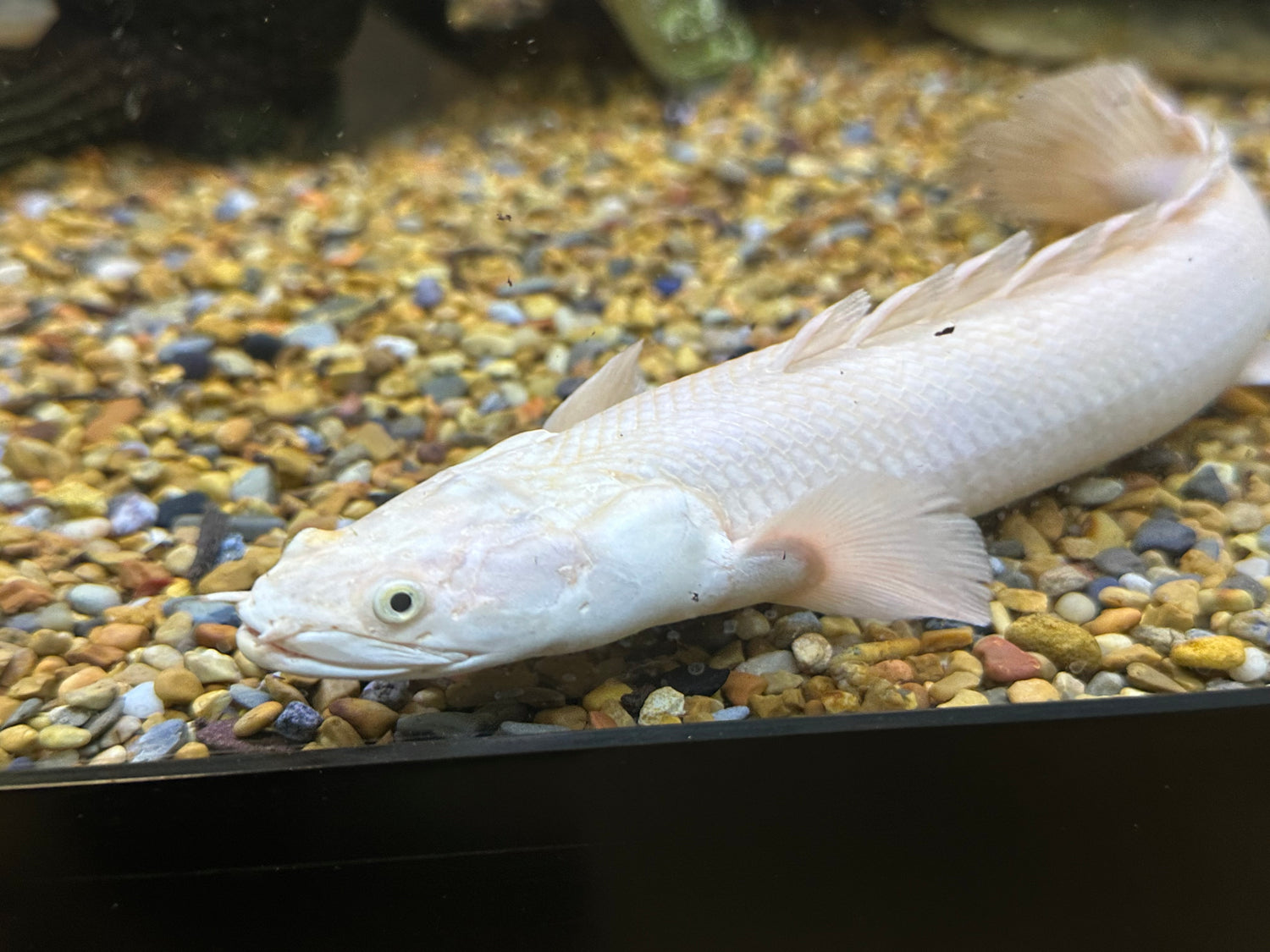 XL “A Grade” Platinum Endlicheri Polypterus (12-13”)