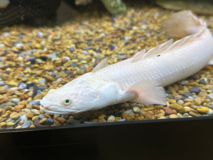 XL “A Grade” Platinum Endlicheri Polypterus (12-13”)