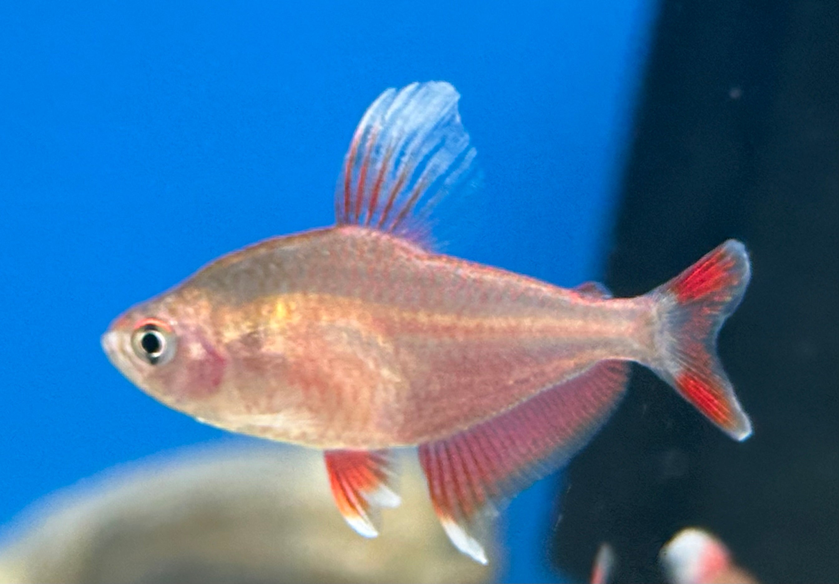 Candy Cane Tetra (1.25-1.5”)