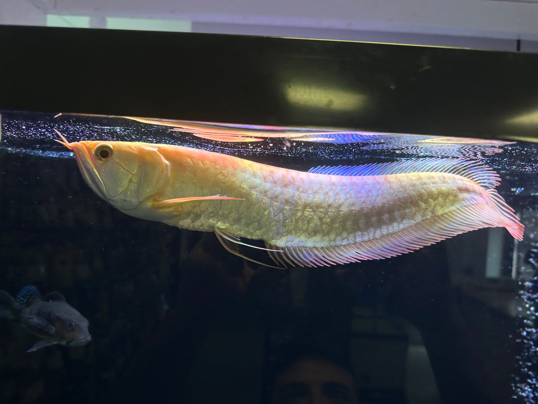 LARGE Albino Silver Arowana (13.5-14”)