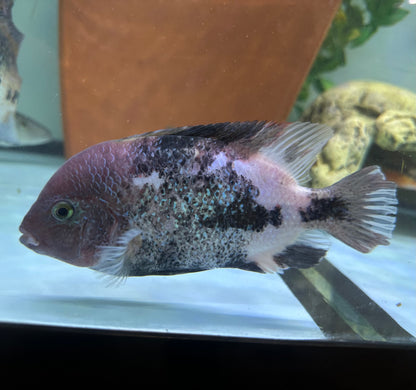 LARGE Marble Fenestratus Vieja Cichlid (6.5-7”)