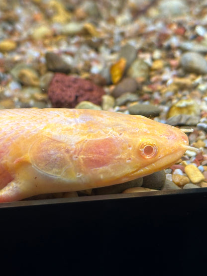 Albino Weeksi Polypterus (8–9”)