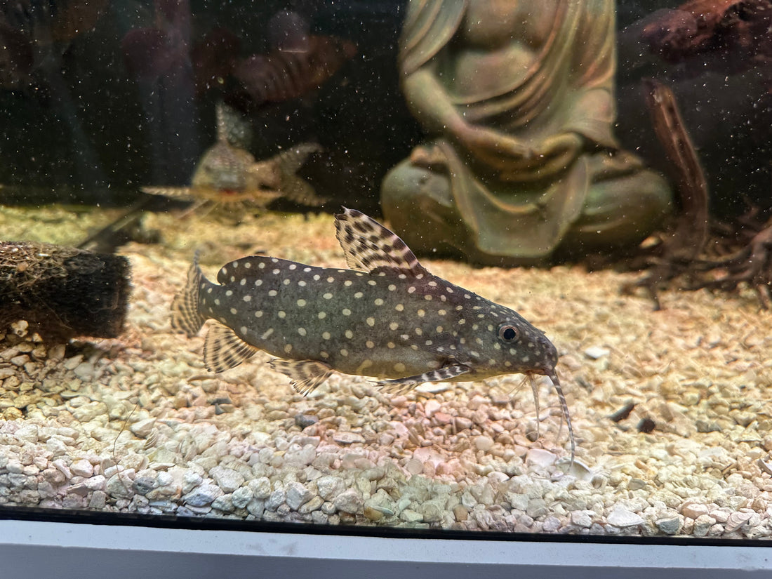 XL Angelicus Synodontis Catfish (6-7”)