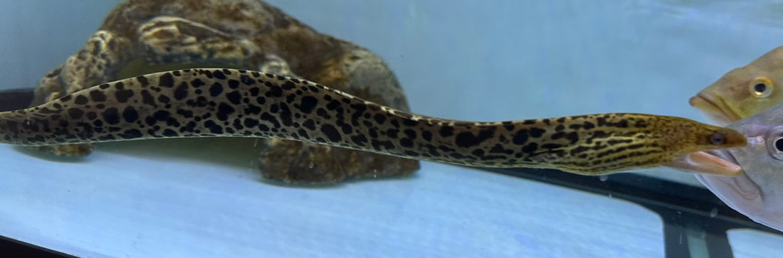 XL Tiger Moray Eel (24”)