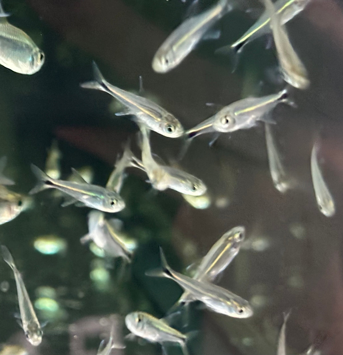 Purple Metae Tetra (.75”)