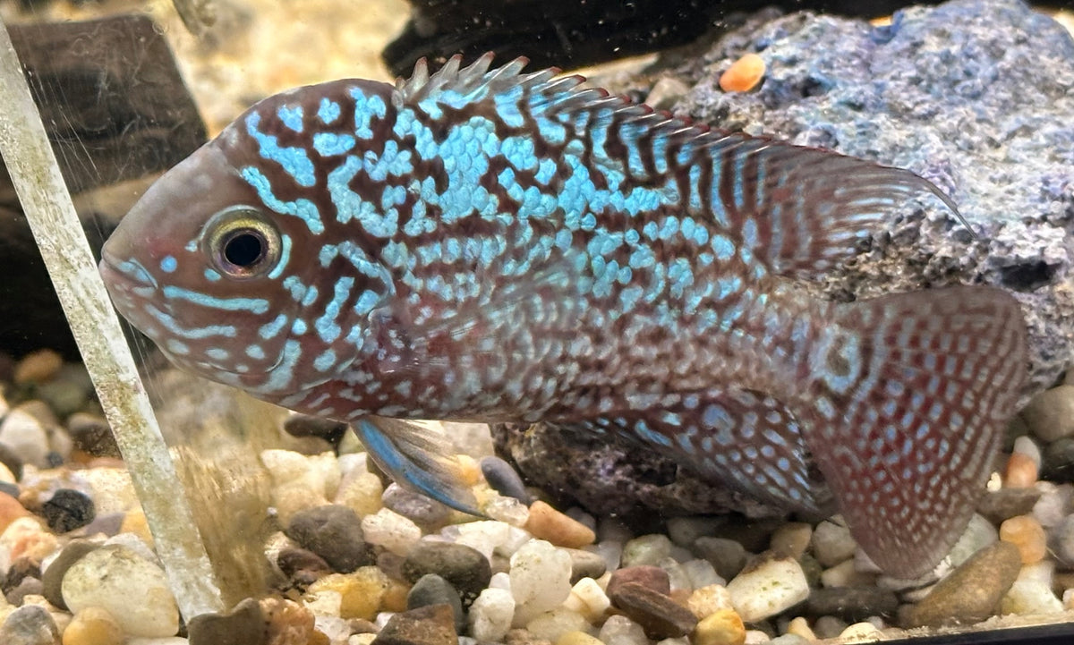 Kamfa Flowerhorn (4”) – Global Fish Co.