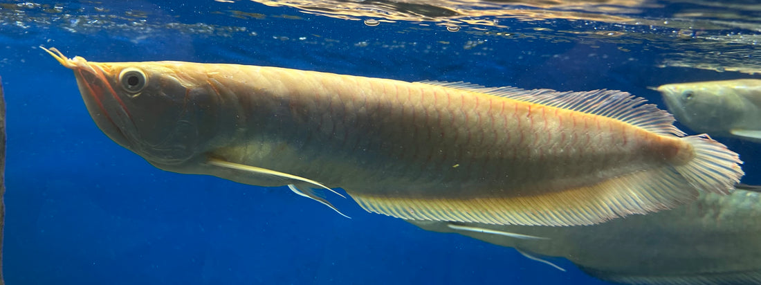 XL Albino Silver Arowana (18”)