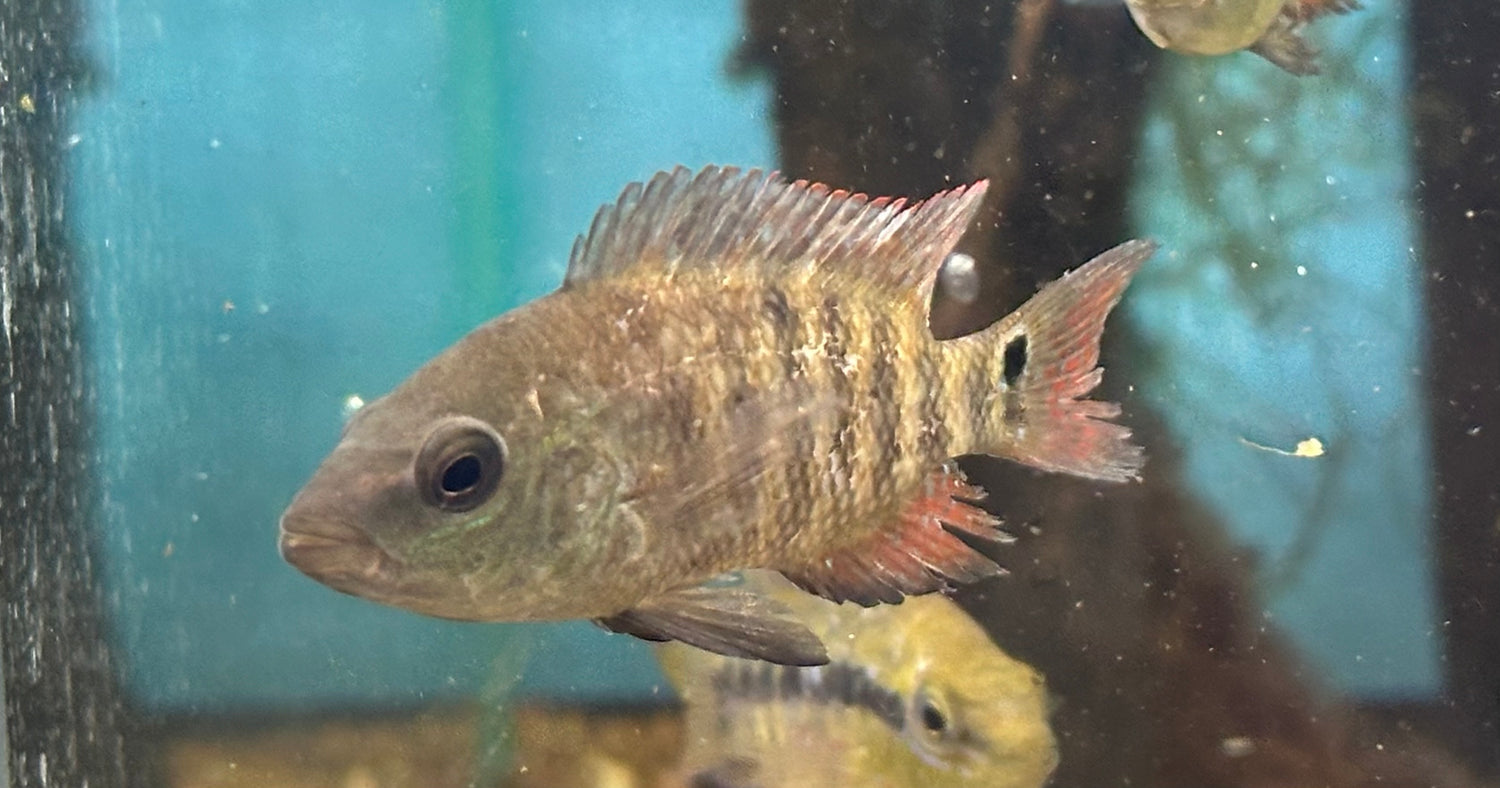 Red Terror Cichlid (1.5”)