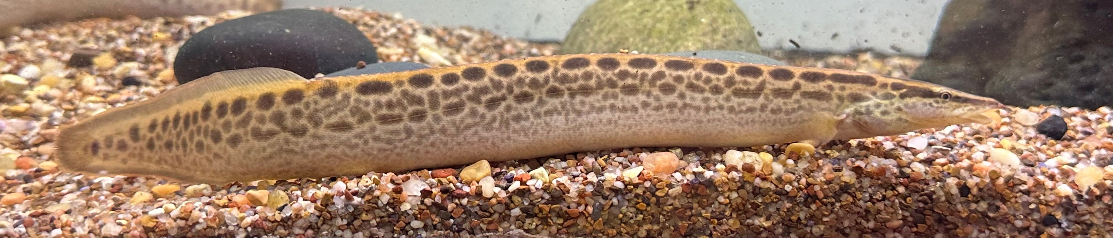 Large Black Spot Spiny Eel (9-10”)